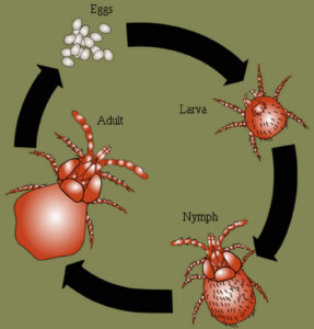 Chiggers lifecycle