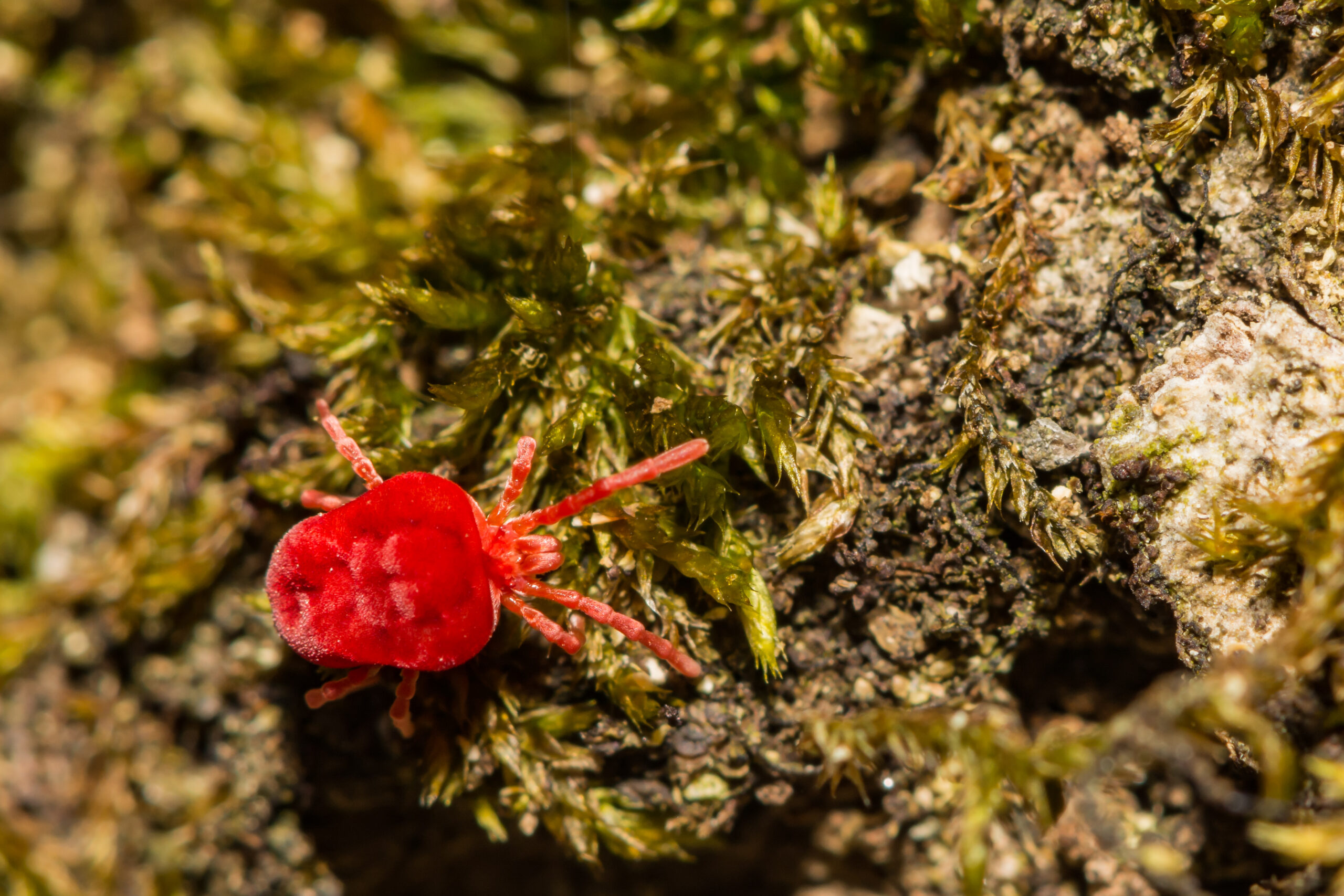 Zoom Image of red Chigger mite