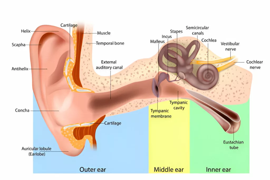 Illustration of Ear anatomy showings parts and structures of ear