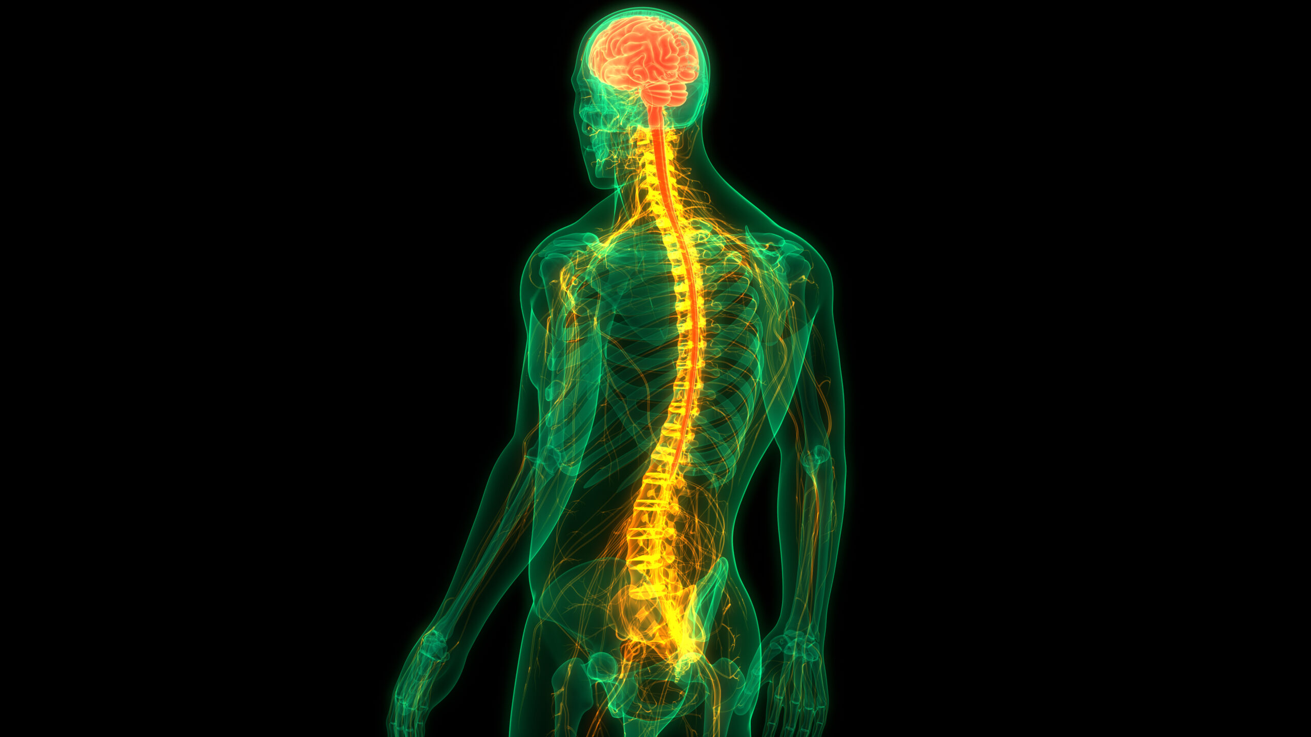 Illustration of Spinal cord and brain