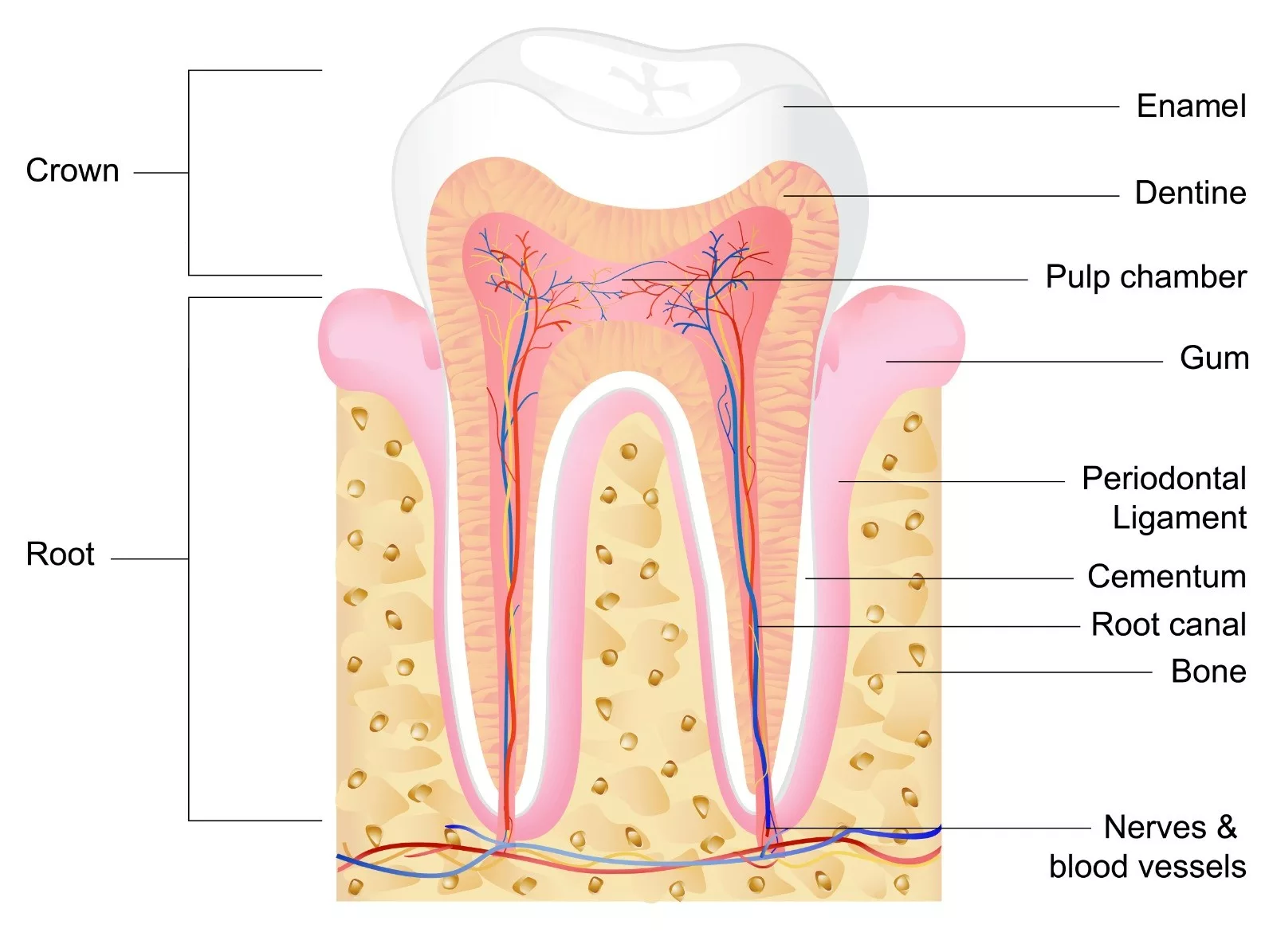 Image of the anatomical structure of a tooth