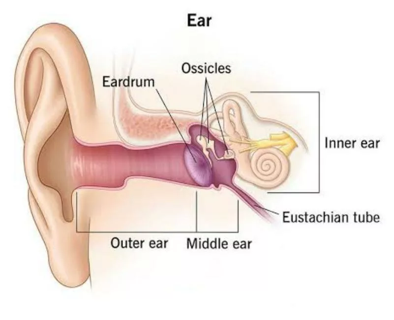 Illustration of Anatomy of an Ear