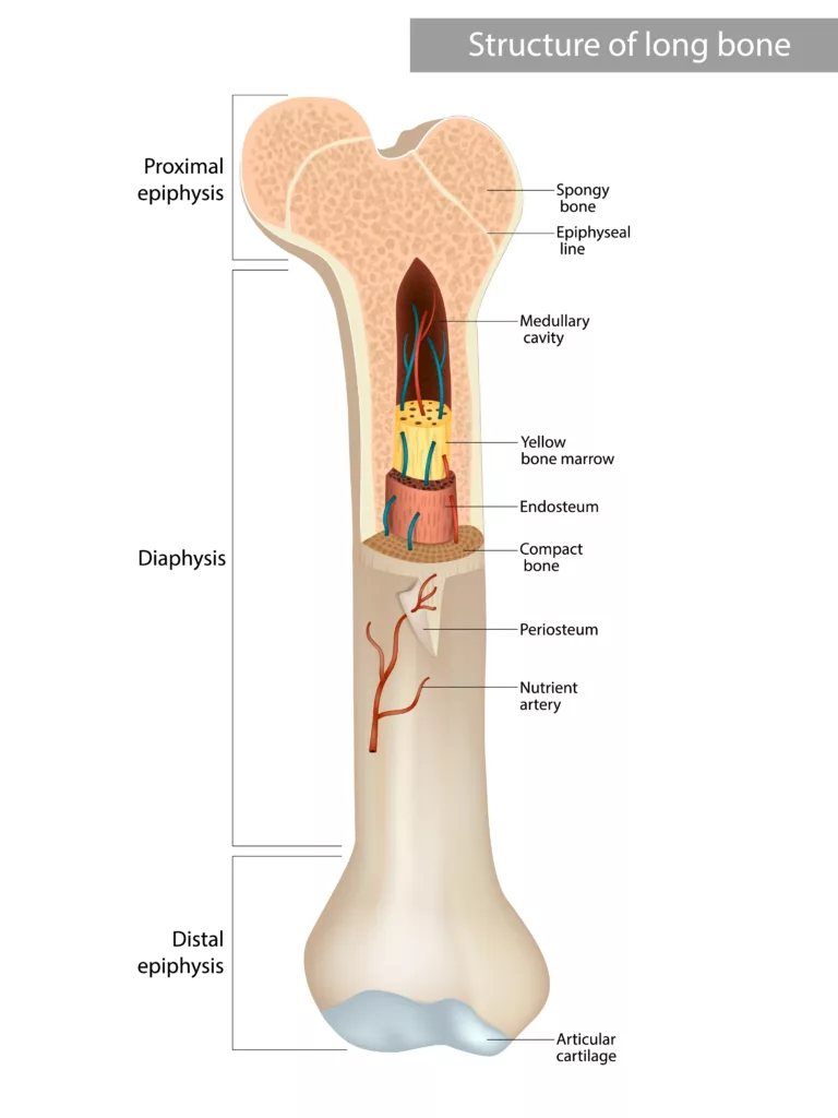 The picture shows structure of a long bone