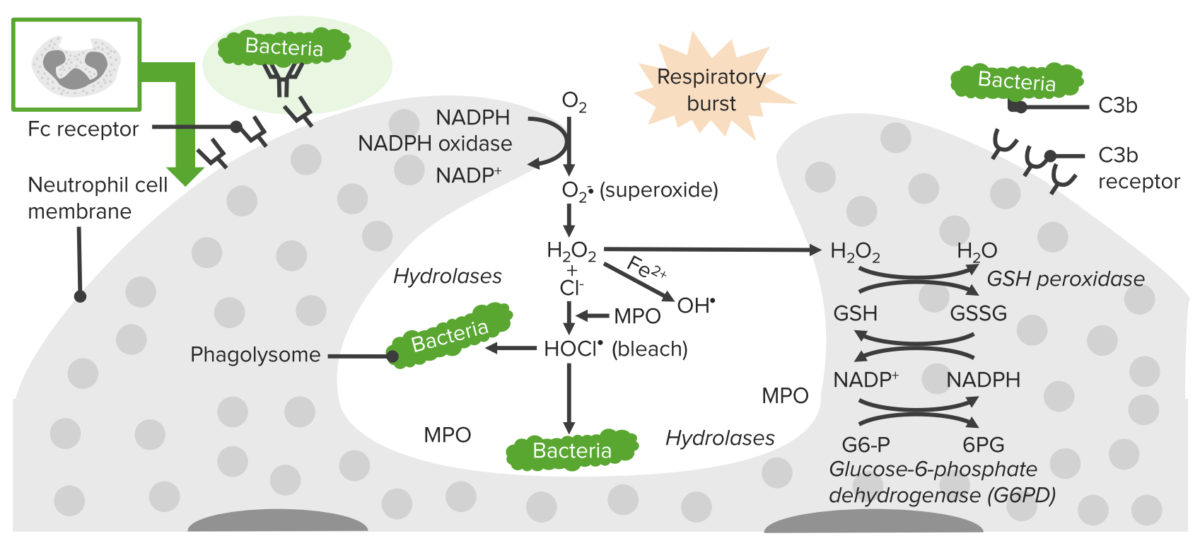 Process of phagocytosis in neutrophil