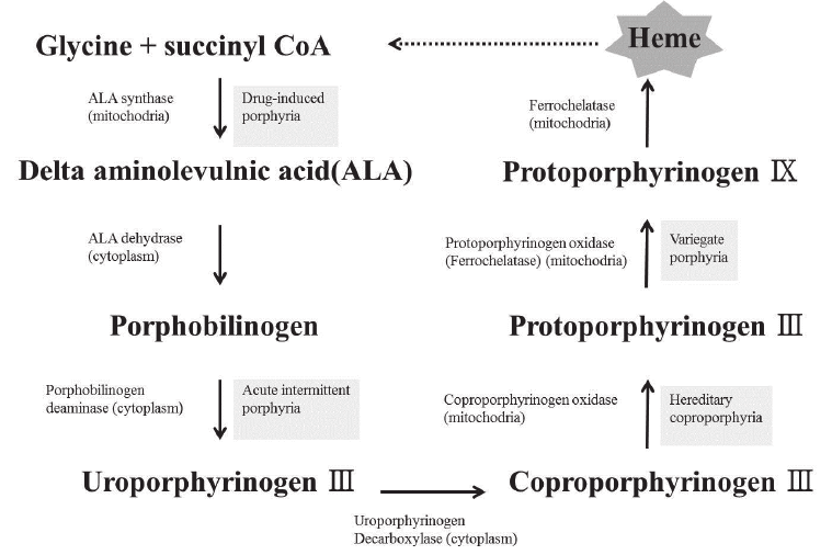 Schematic diagram of the heme biosynthesis pathway for understanding various types of Hepatic Porphyrias