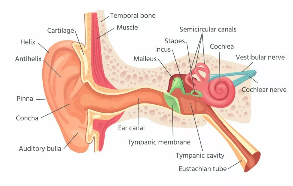 Illustration of an ear's internal structure