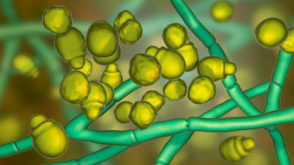 3D illustration showing yeast cells and hyphae.