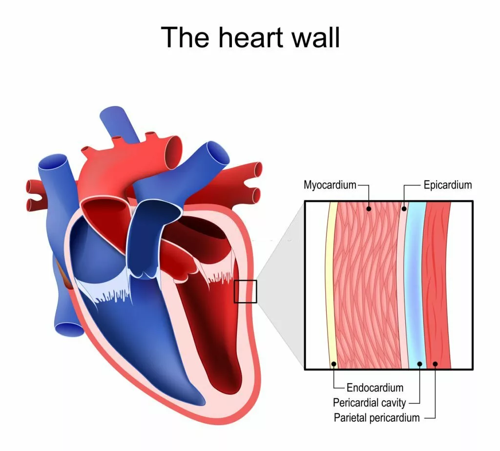 Vector illustration of Layers of Heart wall
