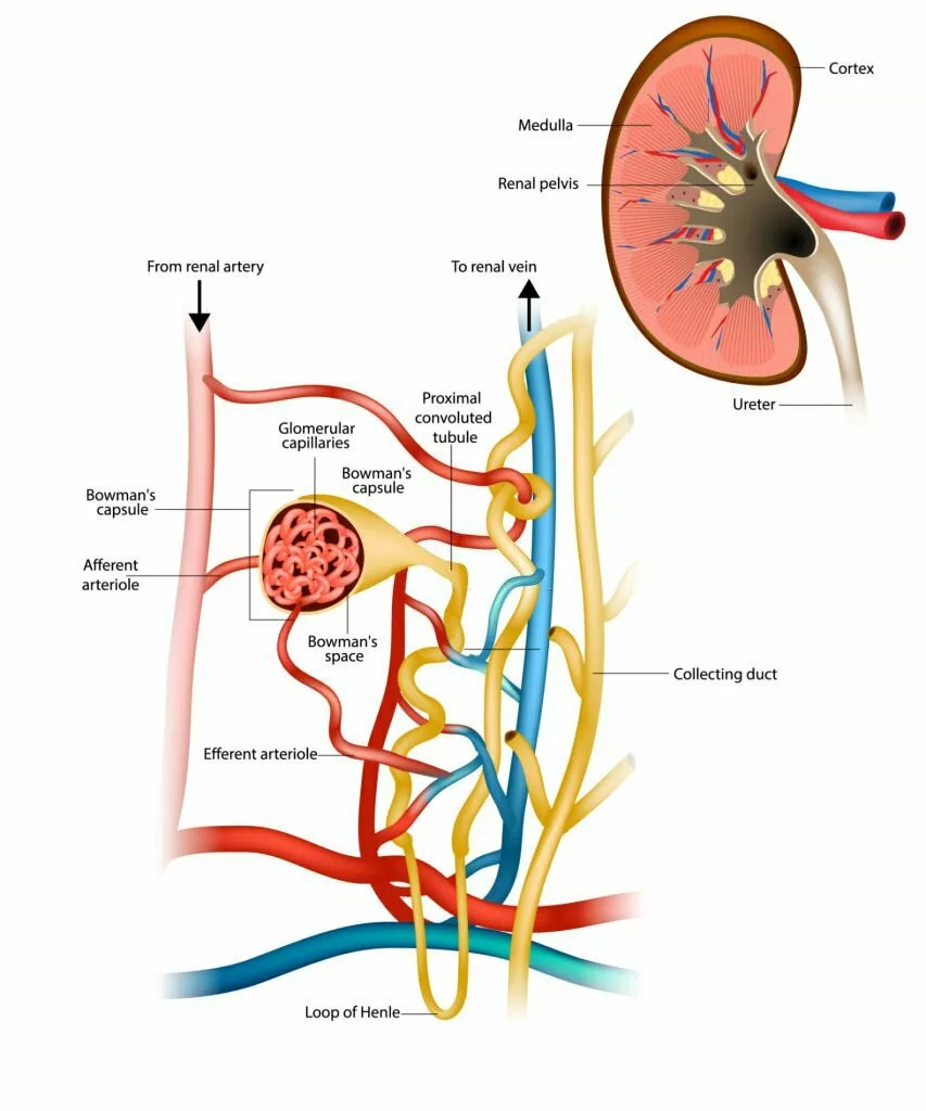 Structure of the Nephron and Glomerular Filtration