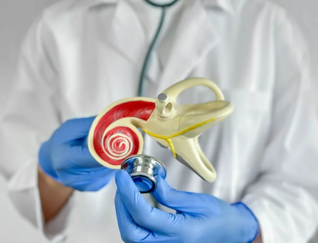 Doctor holding and examining a human ear model