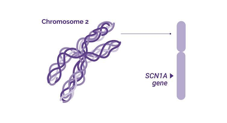 Chromosome