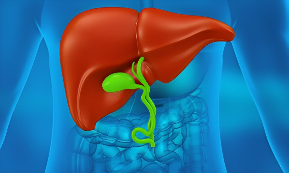 Yellow-green bile in the gallbladder