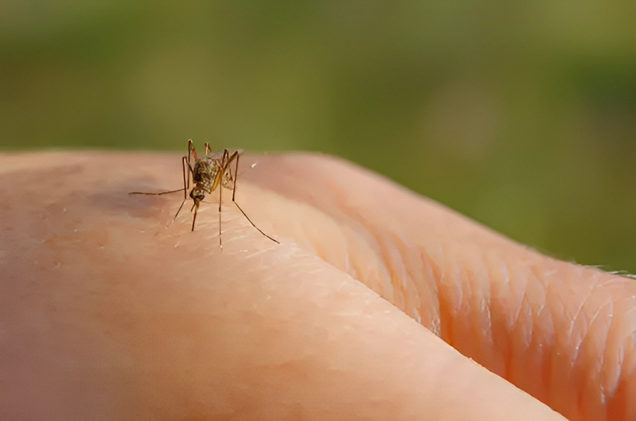 Virus transmission through mosquito 