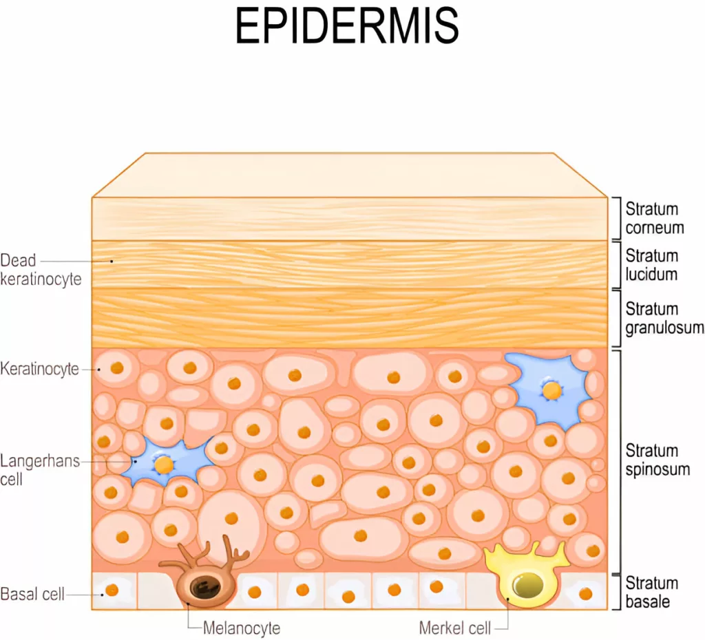 Epidermis