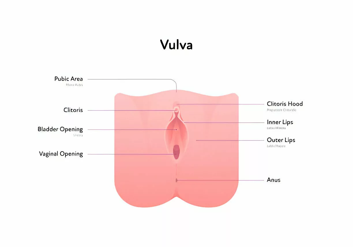 The image shows the anatomy of vulva