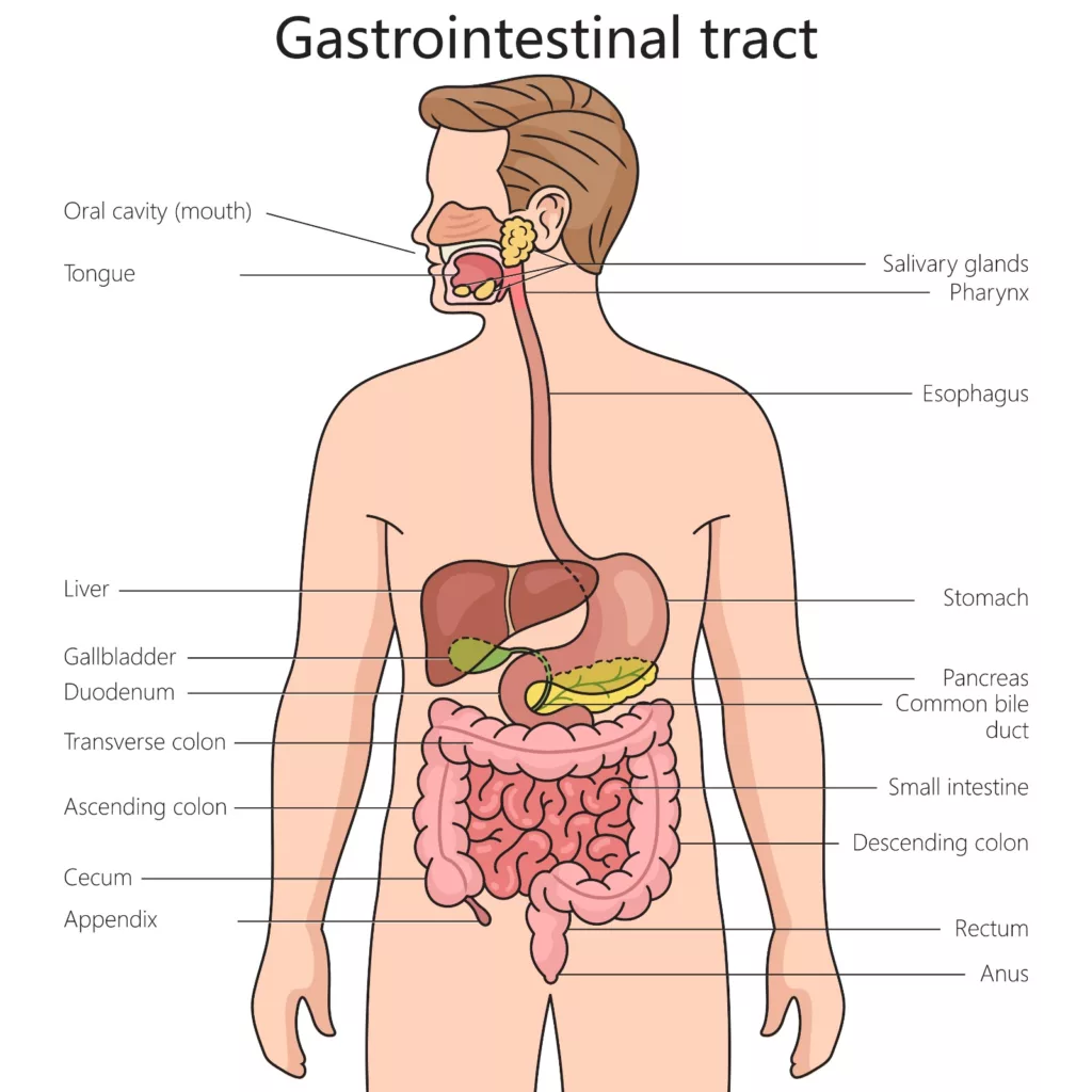 The image illustrates the gastrointestinal tract.