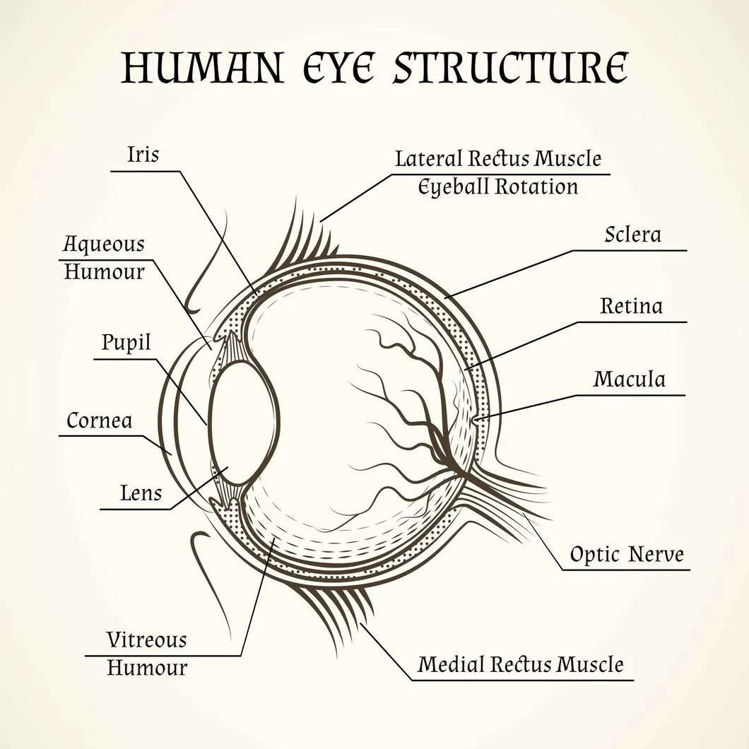 Basic structure of an eye, showing retina and macula where the epiretinal membrane appears 