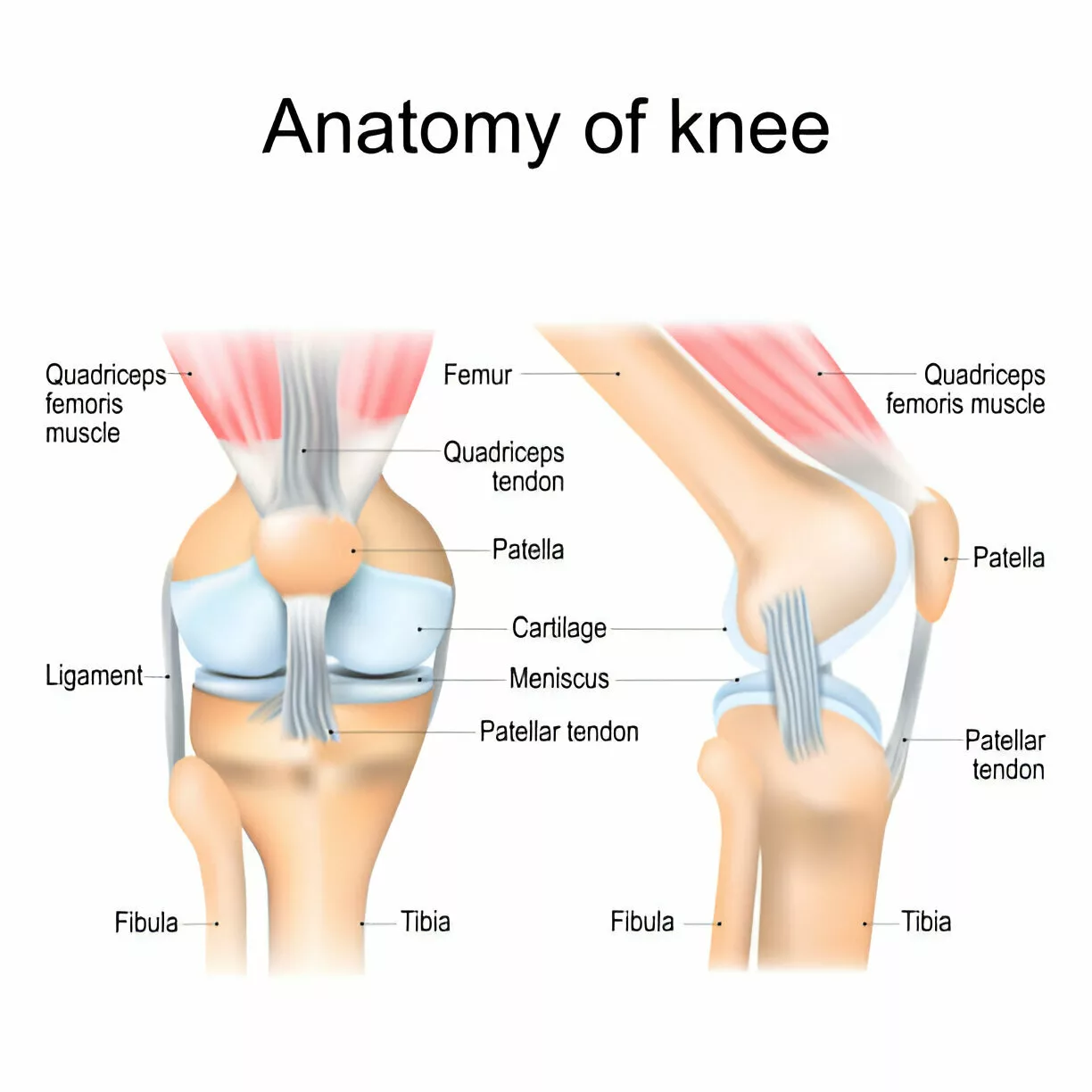 Image showing anatomy of knee joint