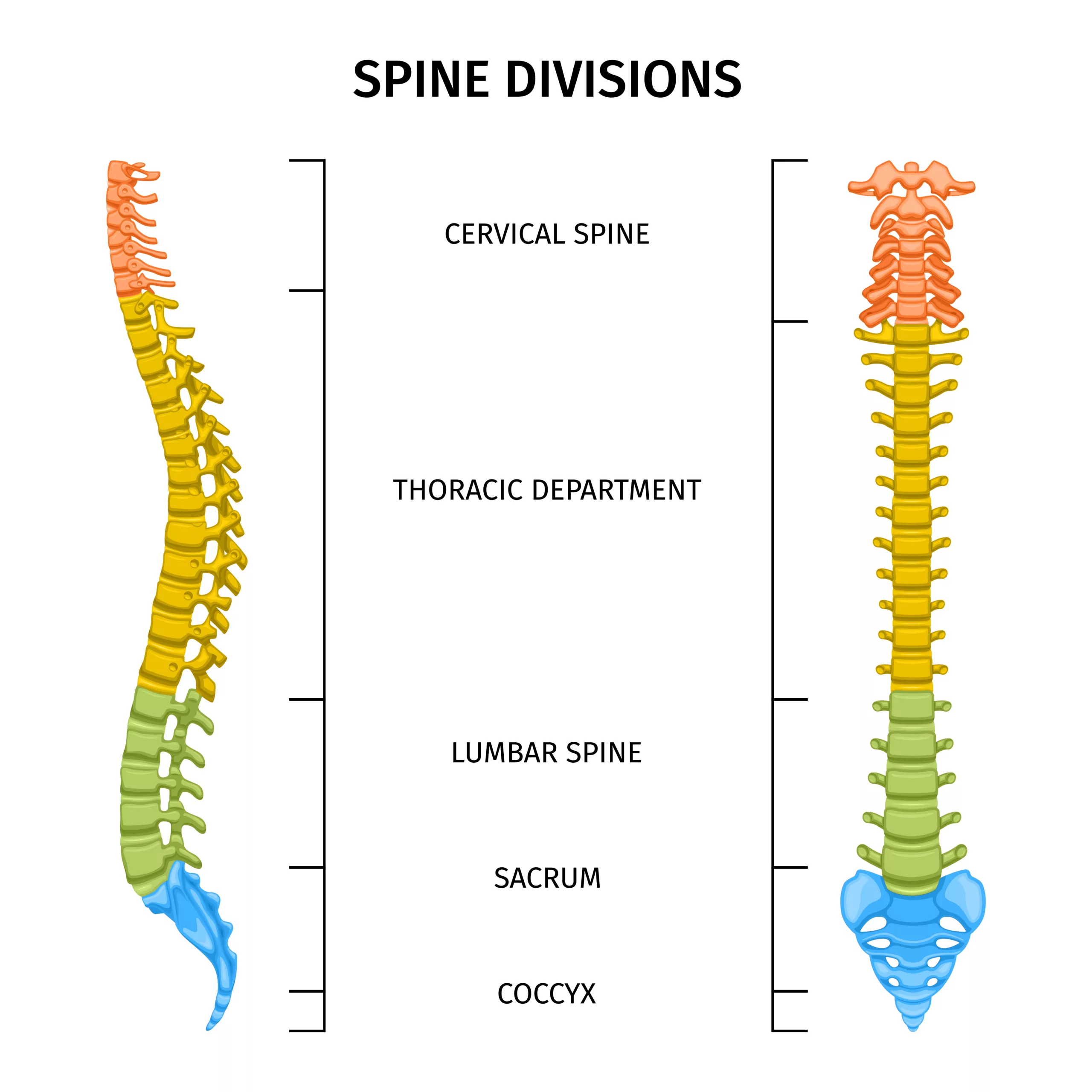 Spine curves for lumbar scoliosis