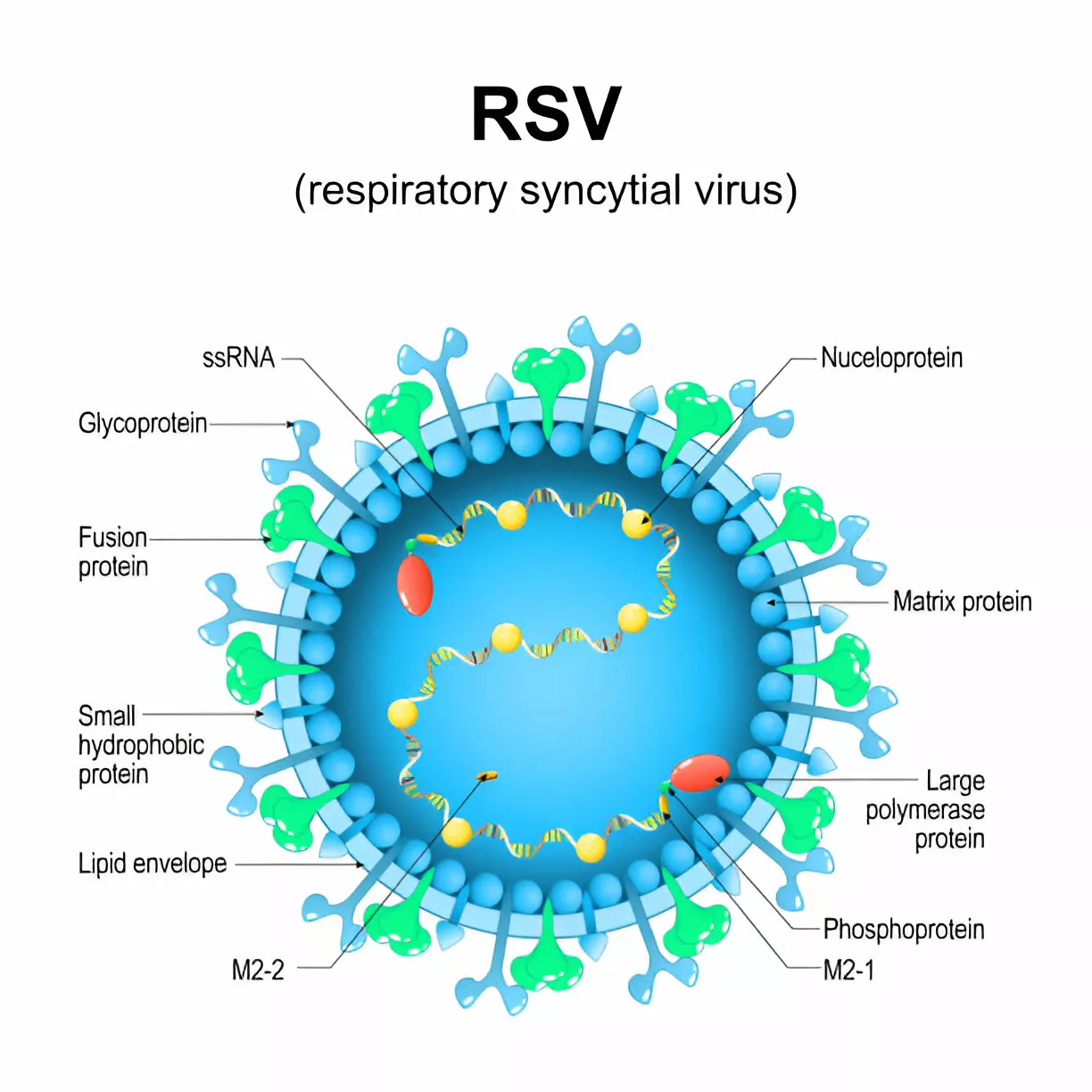 Structure of RSV - Enveloped Single-Stranded RNA virus