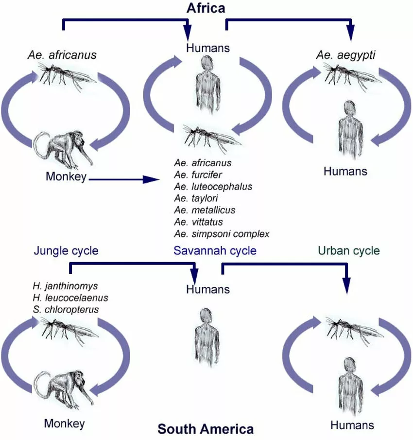 Transmission cycle of yellow fever virus