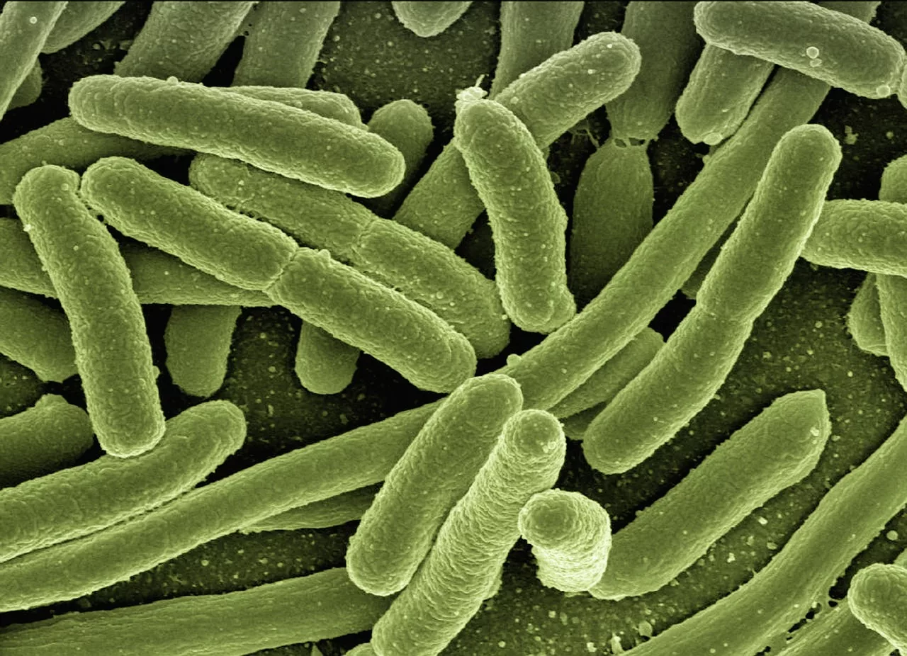 hemolytic uremic syndrome caused by E.coli