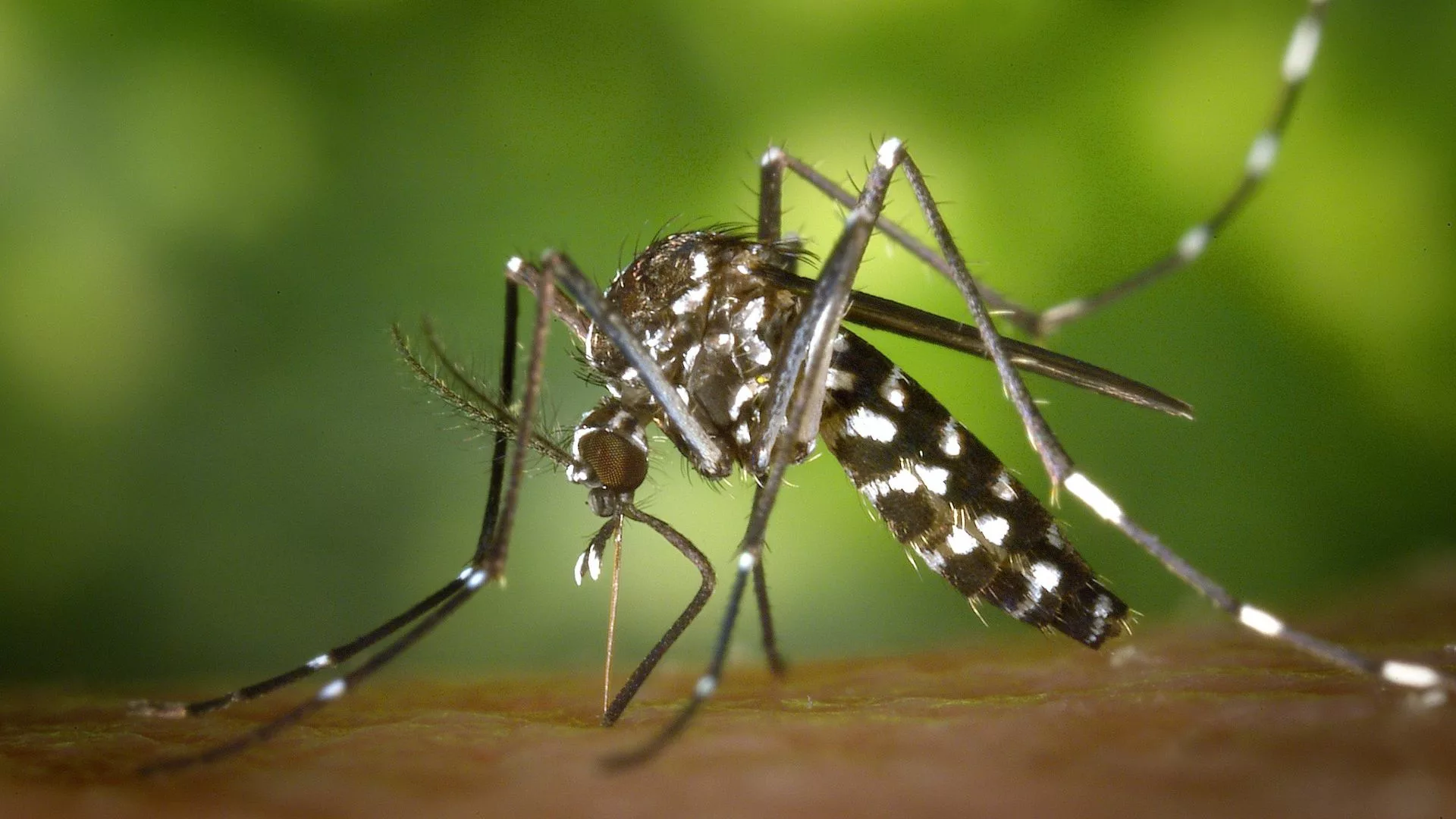 Mosquito with white scales on top