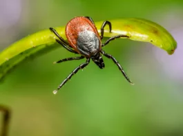 Powassan virus-carrying tick