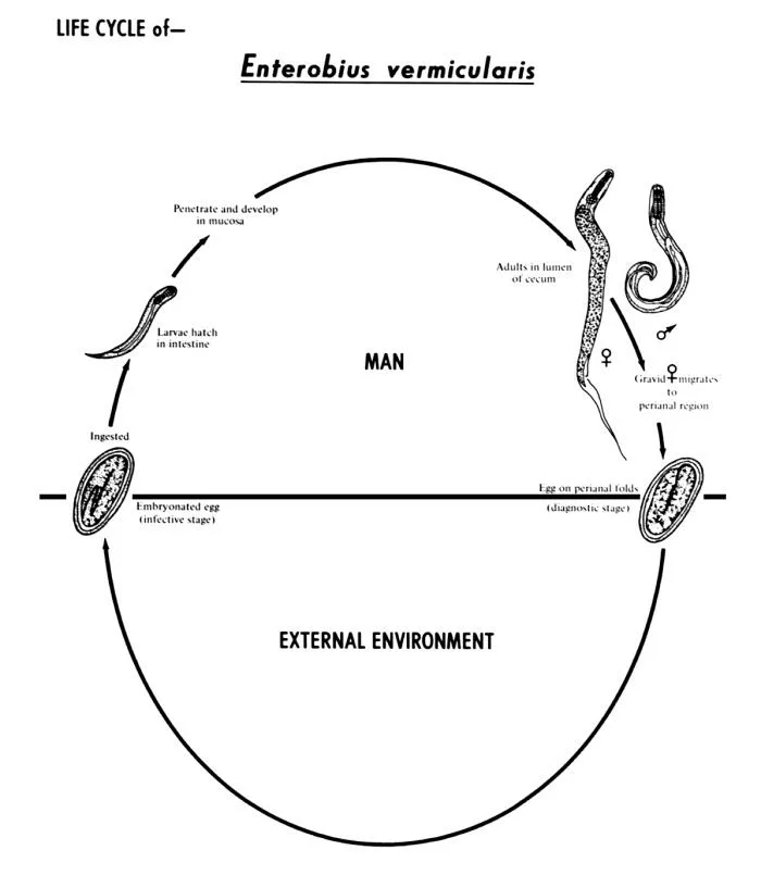 Lifecycle of pinworm