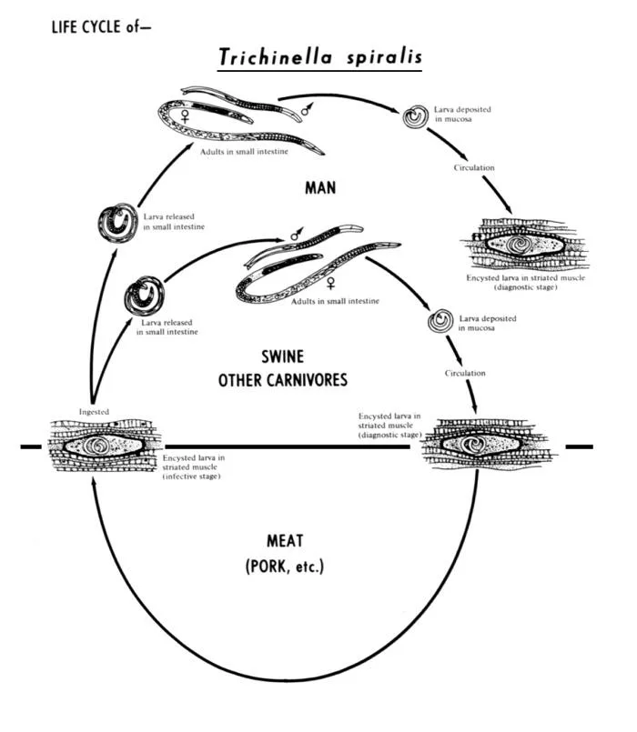 lifecycle stages of Trichinella spiralis 