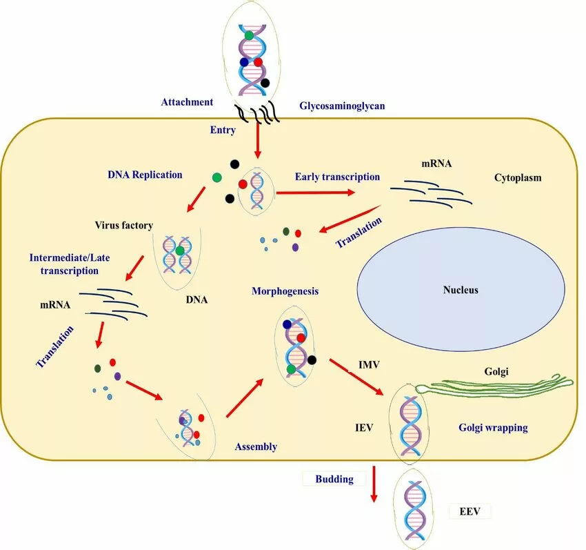 Replication Cycle of a Poxvirus.