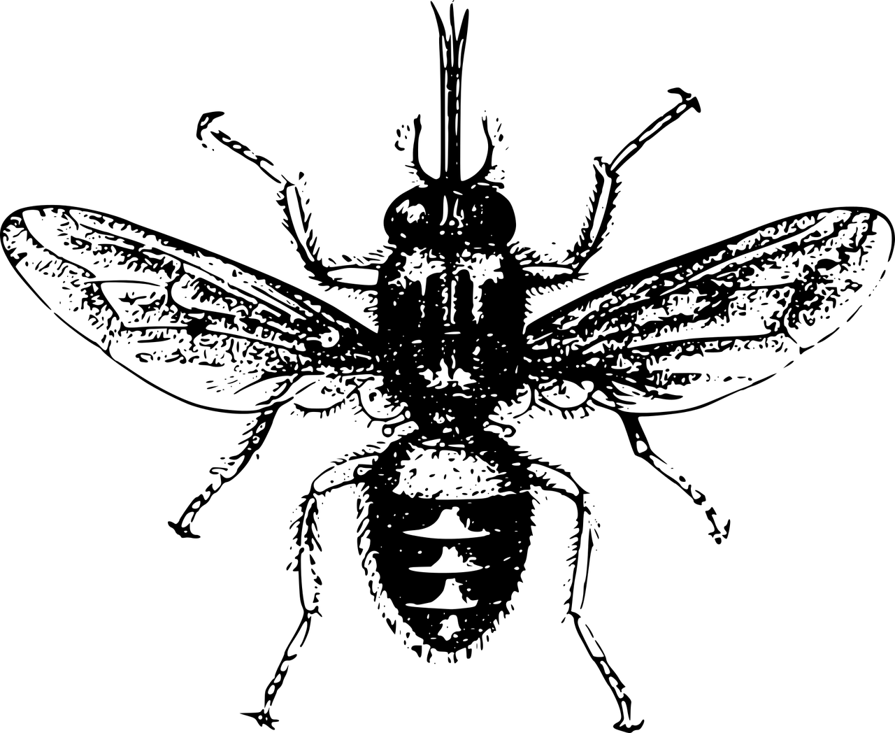 Trypanosomiasis vector i.e., tsetse fly