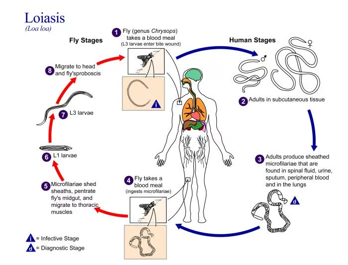 The life cycle of the infectious nematode, Loa loa