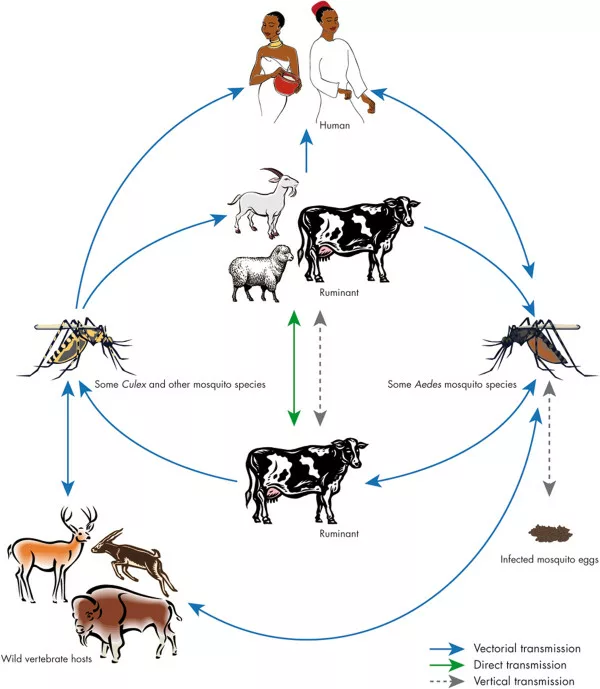 Transmission Cycle of RVF