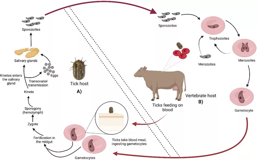 Life Cycle of Babesia