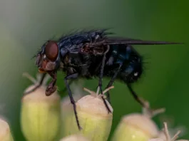 Onchocerciasis-causing black fly