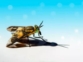 Tulermia is caused by deer fly