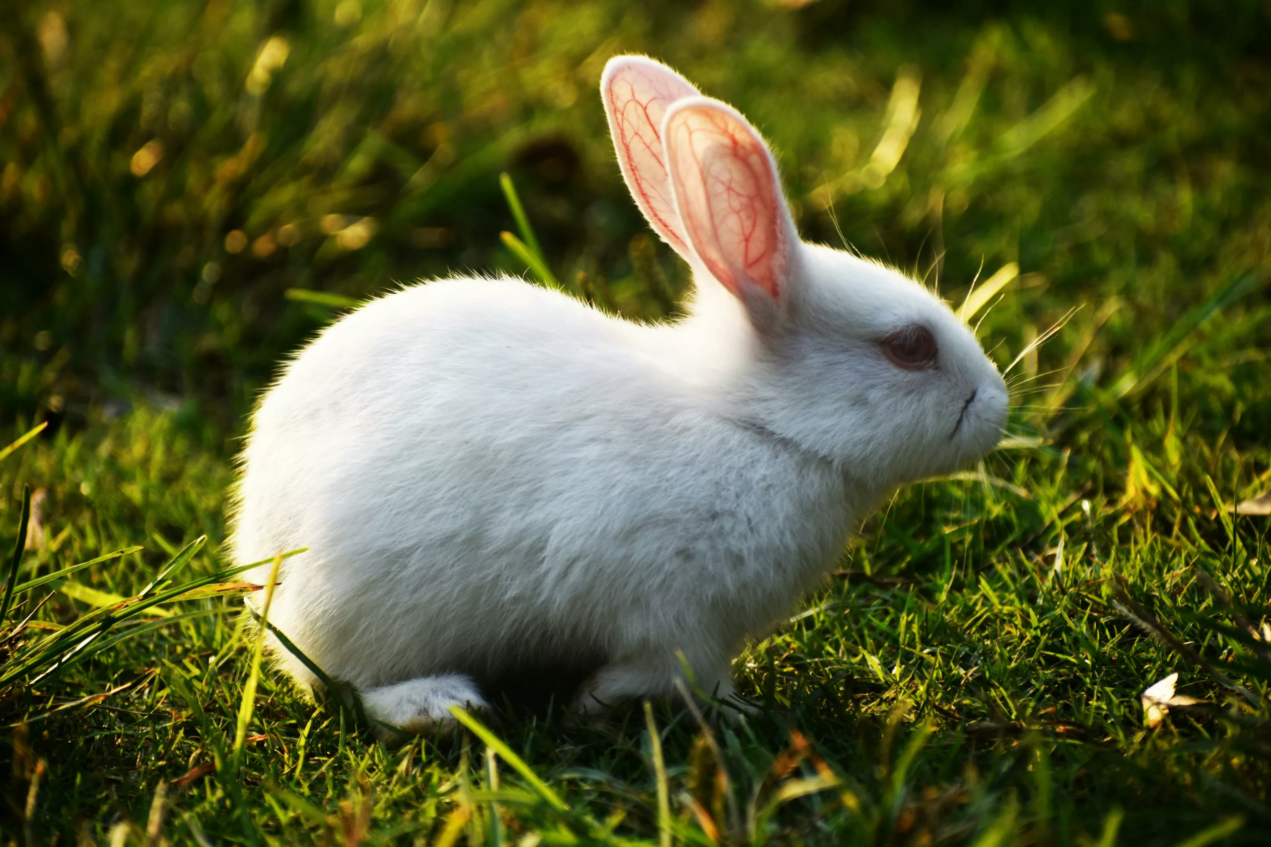 Tularemia is also caused by rabbits.