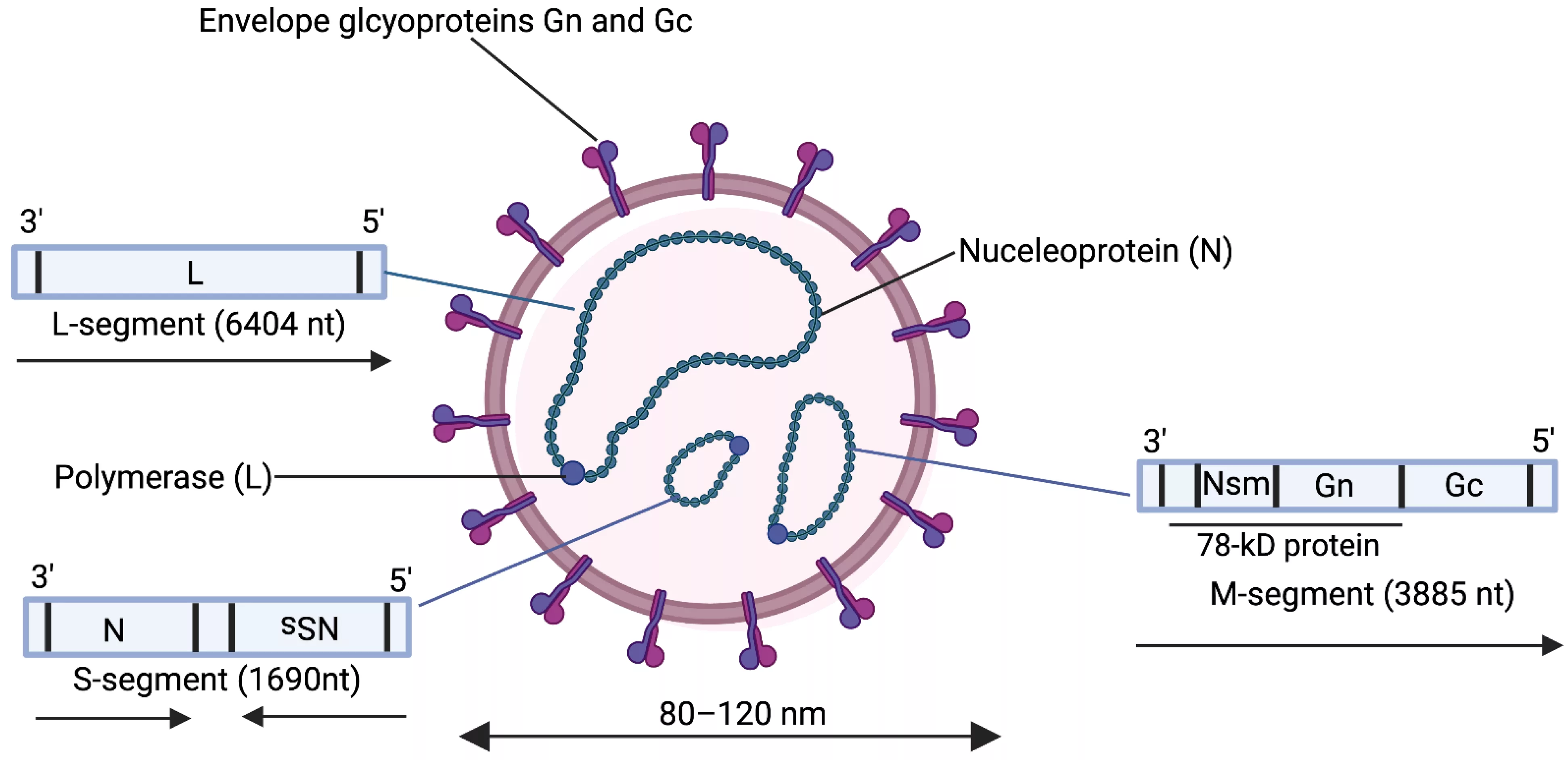 Structure and Genomic Organization of RVFV