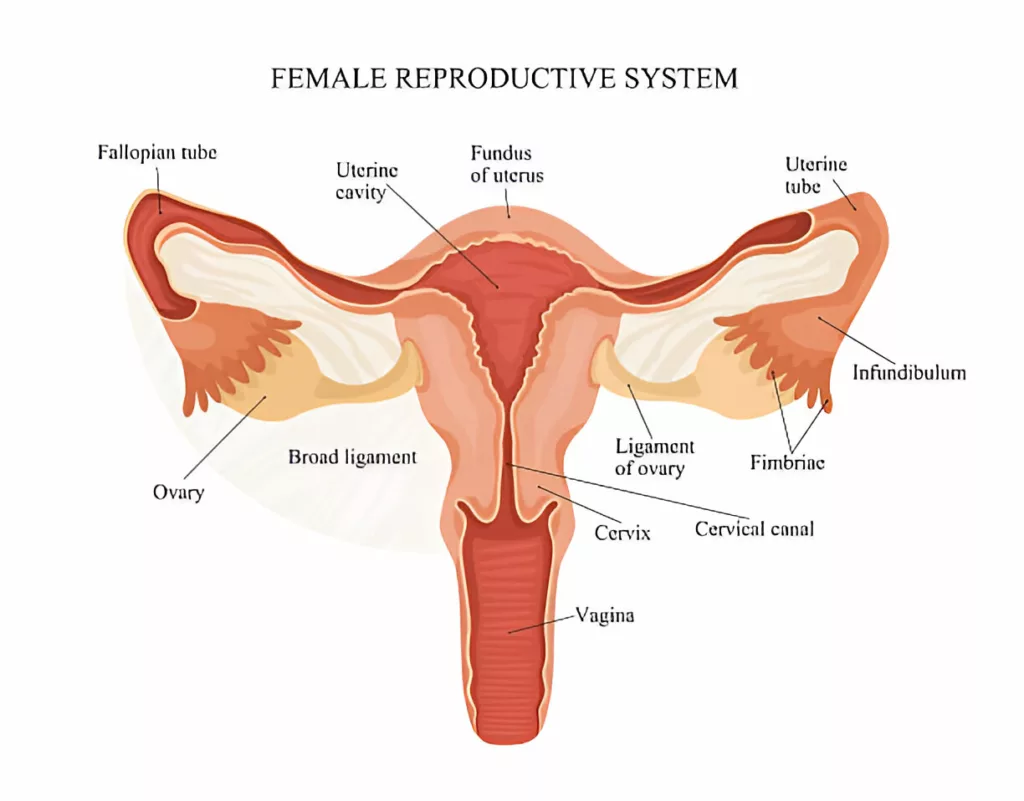 Illustration of Female Reproductive System