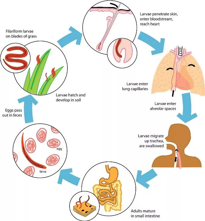 The image shows the stage in lifecycle of Hookworm