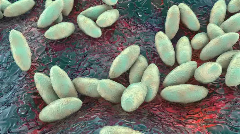 A computer illustration of Brucella bacteria that causes Brucellosis