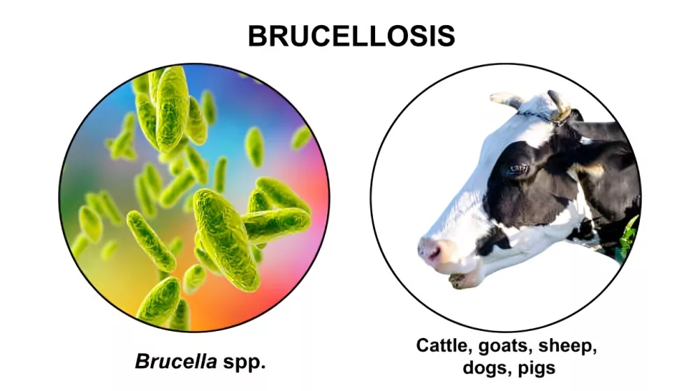 Brucella affects domestic animals such as cattle, goats, sheep and pigs